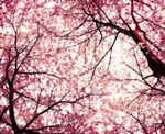 Cerezos en Flor