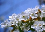 Cerezos en Flor